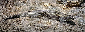 Giant plated lizard on the sand 1