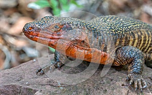 A giant plated lizard sunning itself on a rock