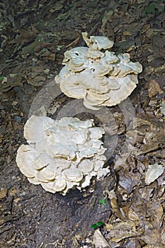 Giant polypore fungi