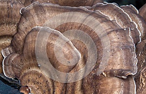 Giant Polypore Fungi Detail