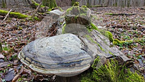 Giant Polypore fungi in fall