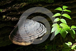 Giant Polypore fungi in summer