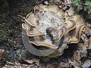 The Giant Polypore Meripilus giganteus is an edible mushroom