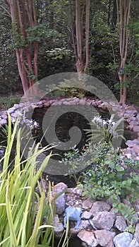 Giant pond in Gwinnett co. Ga