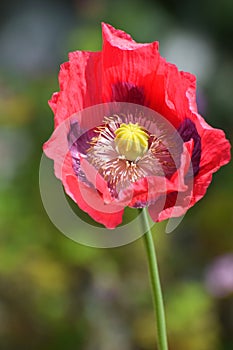 Giant Poppy red / pink