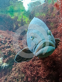 Giant Potato cod (Epinephelus tukula) Great Barrier Reef