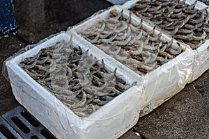 Giant prawn sellers sell prawns in foam box at semi-outdoor, open air seafood market near Palm Deira metro station in Dubai