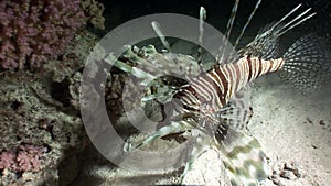 Giant predator Common lionfish Pterois volitans hunts for fish in Red sea.