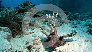 Giant predator Common lionfish Pterois volitans hunts for fish in Red sea.