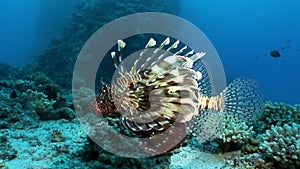 Giant predator Common lionfish Pterois volitans hunts for fish in Red sea.