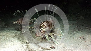 Giant predator Common lionfish Pterois volitans hunts for fish in Red sea.