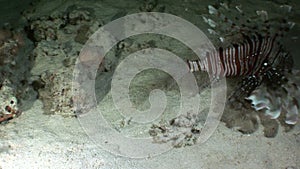 Giant predator Common lionfish Pterois volitans hunts for fish in Red sea.