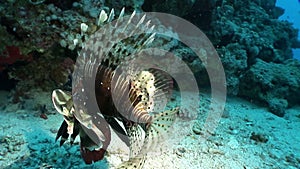 Giant predator Common lionfish Pterois volitans hunts for fish in Red sea.