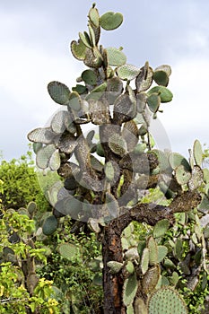 Giant Prickly Pear Cactus 833424