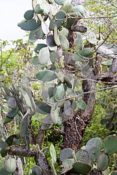 Giant Prickly Pear Cactus 833426