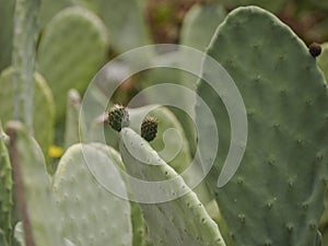 Giant prickly pear cactus. Big green cacti with red cactus flowers growing in the wild in Sicily Itay