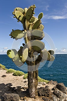 Giant Prickly Pear Cactus - Galapagos Islands