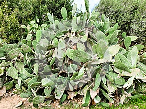 A giant prickly pear cactus growing among trees. Cactus leaves are disfigured by vandals signs photo