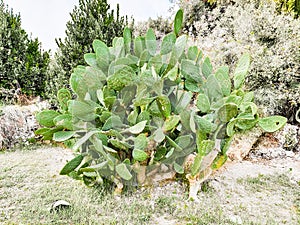 A giant prickly pear cactus growing among trees. Cactus leaves are disfigured by vandals signs photo