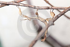 Giant prickly stick insect