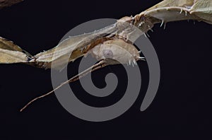 Giant prickly stick insect