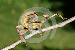 Giant prickly stick insect