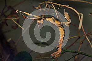 Giant prickly stick insect Extatosoma tiaratum