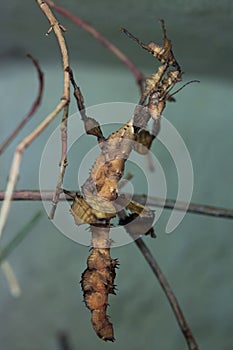 Giant prickly stick insect (Extatosoma tiaratum).