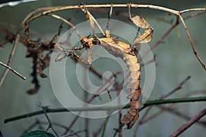 Giant prickly stick insect (Extatosoma tiaratum).