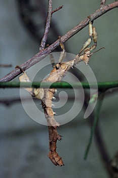 Giant prickly stick insect (Extatosoma tiaratum).