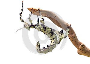 Giant Prickly Stick Insect , Extatosoma tiaratum, from Australia. A popular pet. Here lichen color morph. Female on