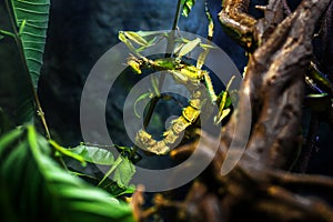 Giant Prickly Stick Insect or Macleay\'s Spectre photo