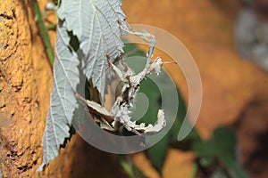 Giant prickly stick insect