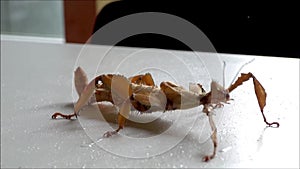 Giant prickly stick insect / spiny leaf insect drinking water.