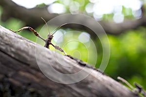 Giant prickly stick insect on a tree