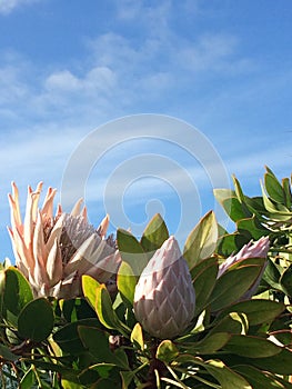 Giant protea under a blue sky