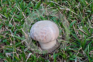 Giant puffball