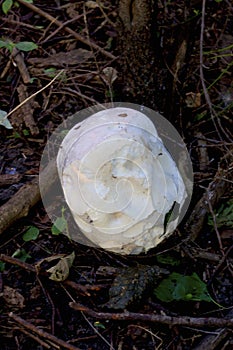 Giant Puffball   835902