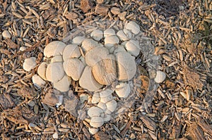 Giant Puffball