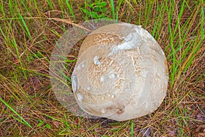 Giant puffball Calvatia gigantea fungus growing in grassland, huge mushroom growing in the forest