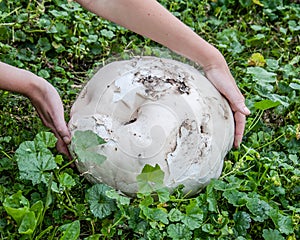 Giant puffball is edible and medicinal mushroom