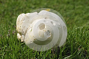 Giant Puffball Fungi