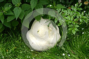 Giant puffball fungus