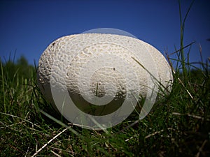 Giant puffball fungus