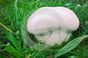 Giant puffball fungus growing in grassland