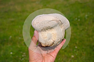 Giant puffball fungus growing in grassland
