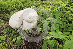 Giant puffball growing among the nettles