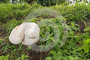 Giant puffball growing on the slope of a