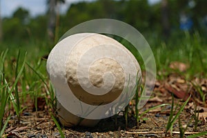 Giant puffball mushroom