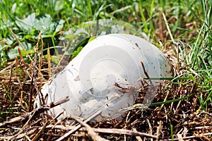 Giant puffball mushroom